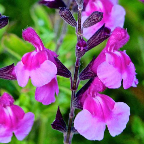 Salvia Icing Sugar – New Word Plants