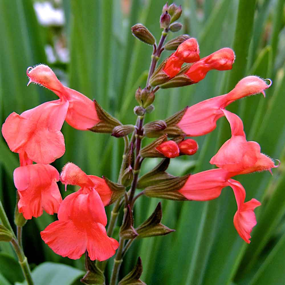 Salvia-Peach-Cobbler