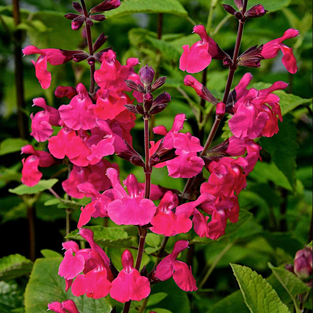 Salvia Pink Pong