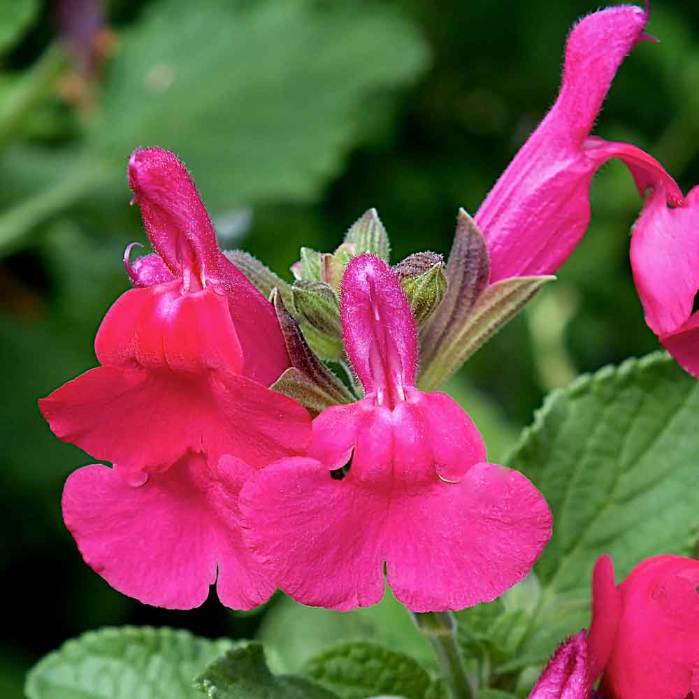 Salvia-San-Carlos-Festival