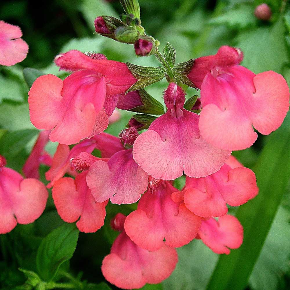 Salvia-Sunset-Strip