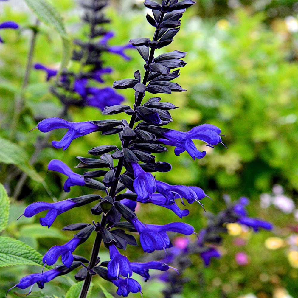 Salvia guaranitica Animo