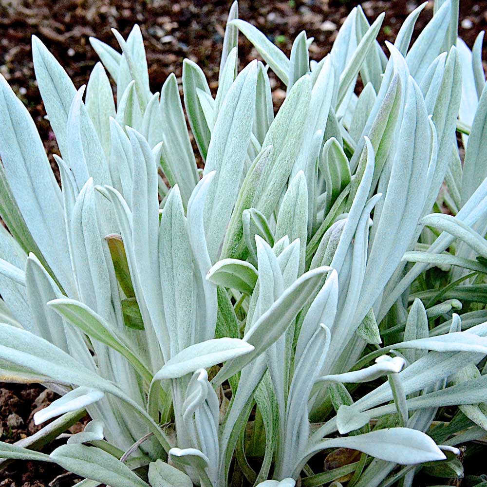 Senecio Silver Feathers