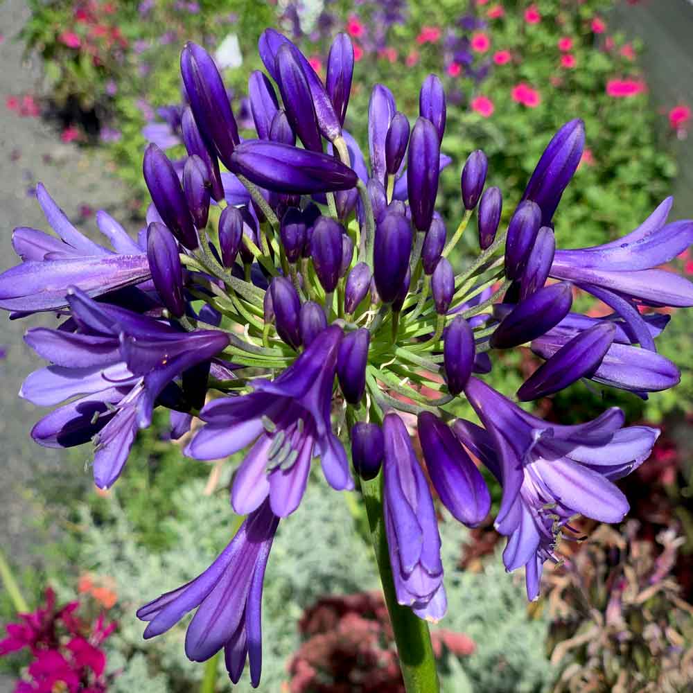 Agapanthus-Purple-Heart-