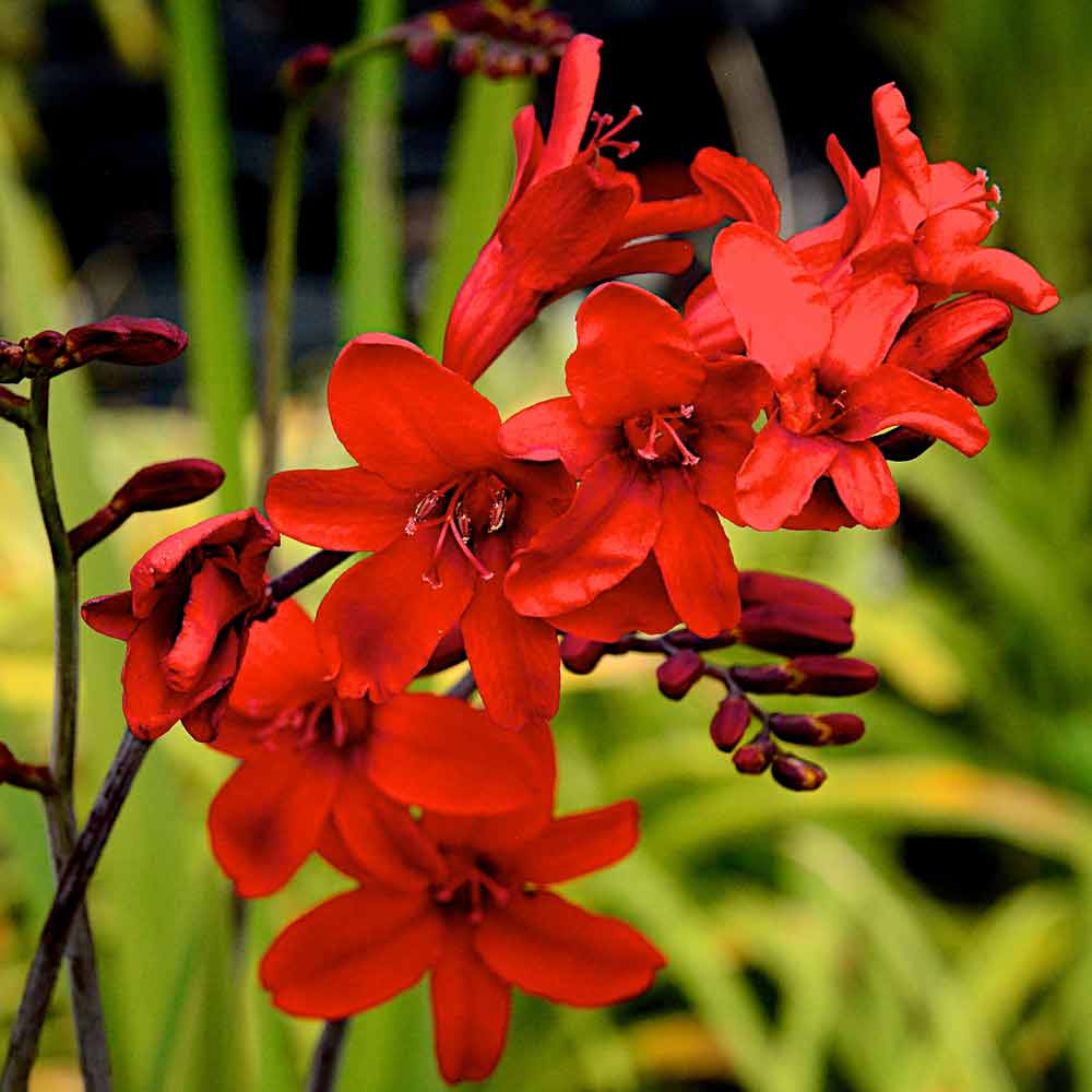 Crocosmia-Hell-Fire