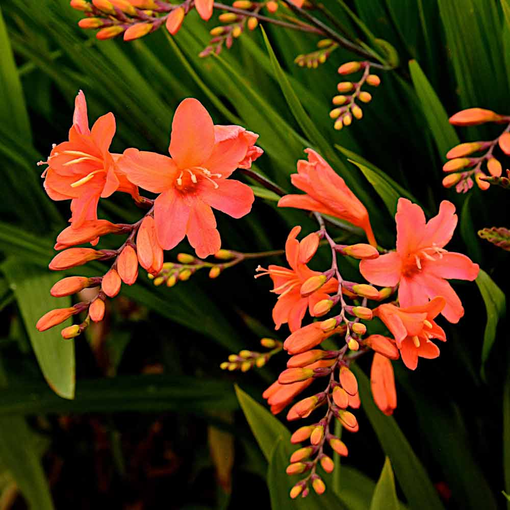 Crocosmia-Okavango