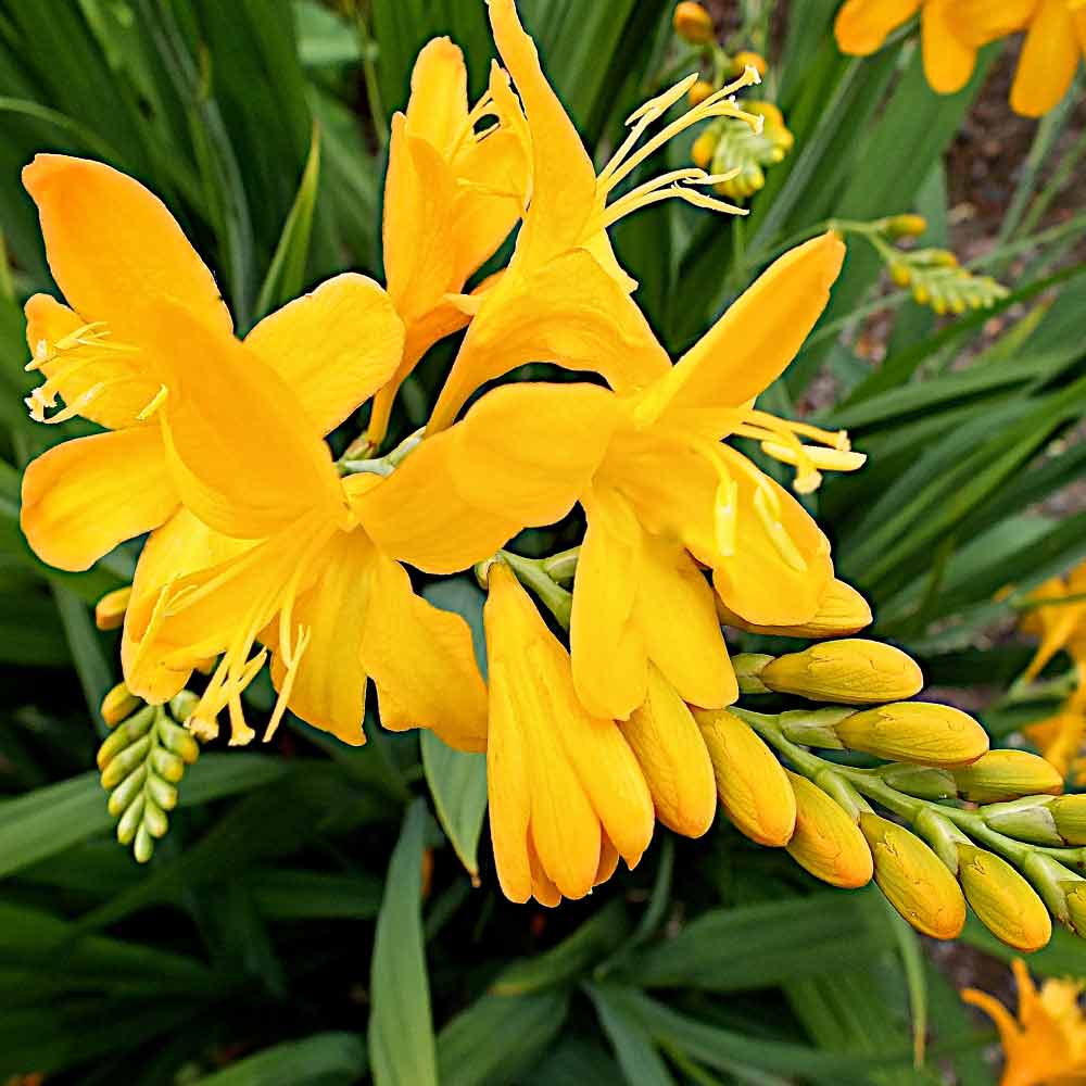 Crocosmia-Pauls-Best-Yellow