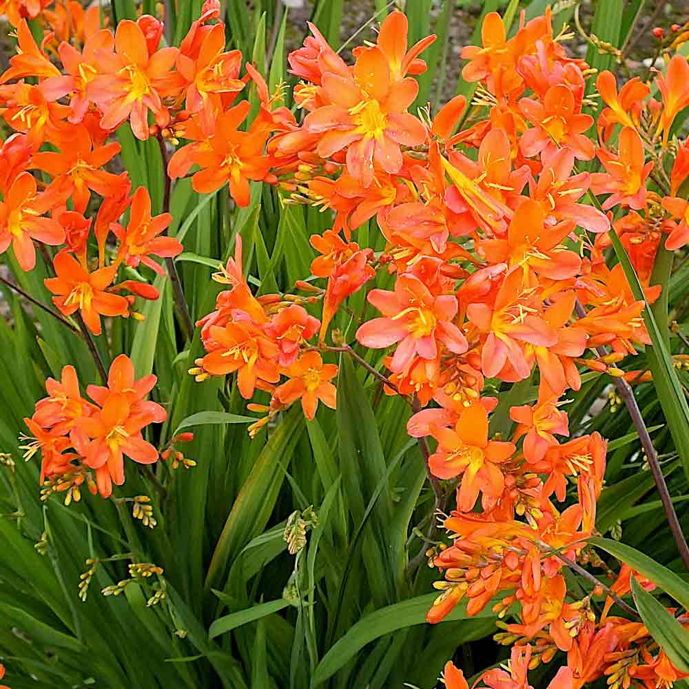 Crocosmia Peach Sunrise – New Word Plants