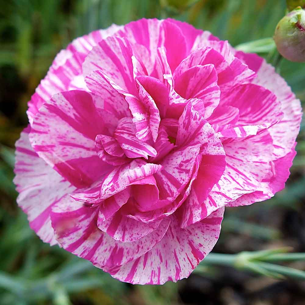 Dianthus-Cosmic-Pink