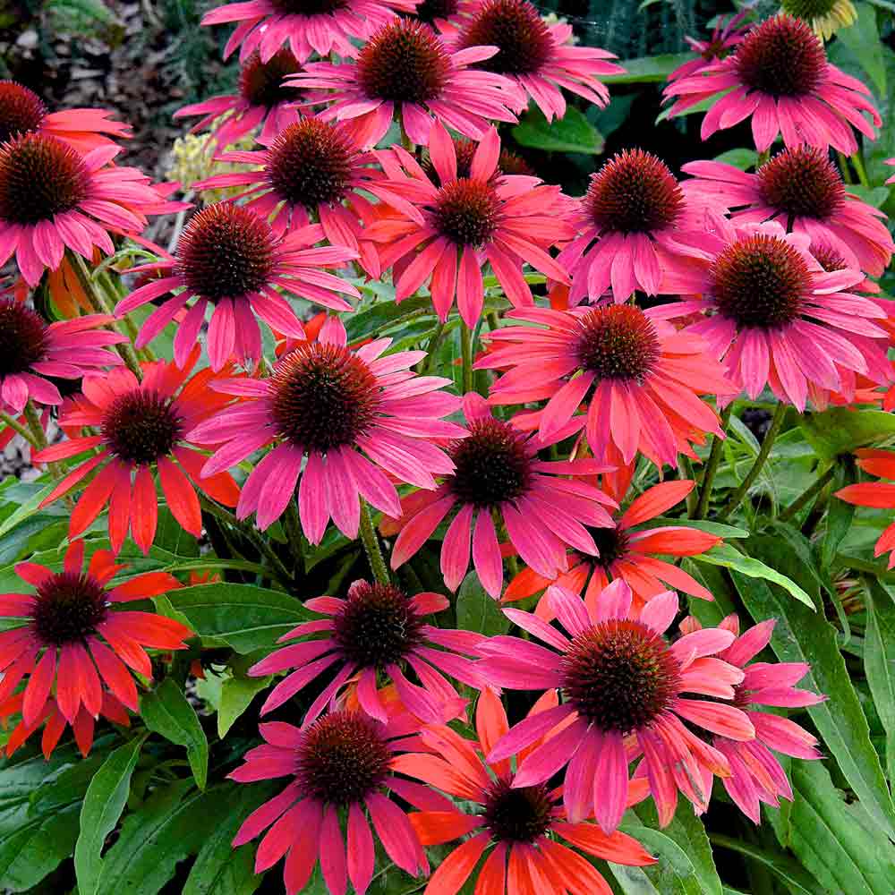 Echinacea-Red-Rocket-1