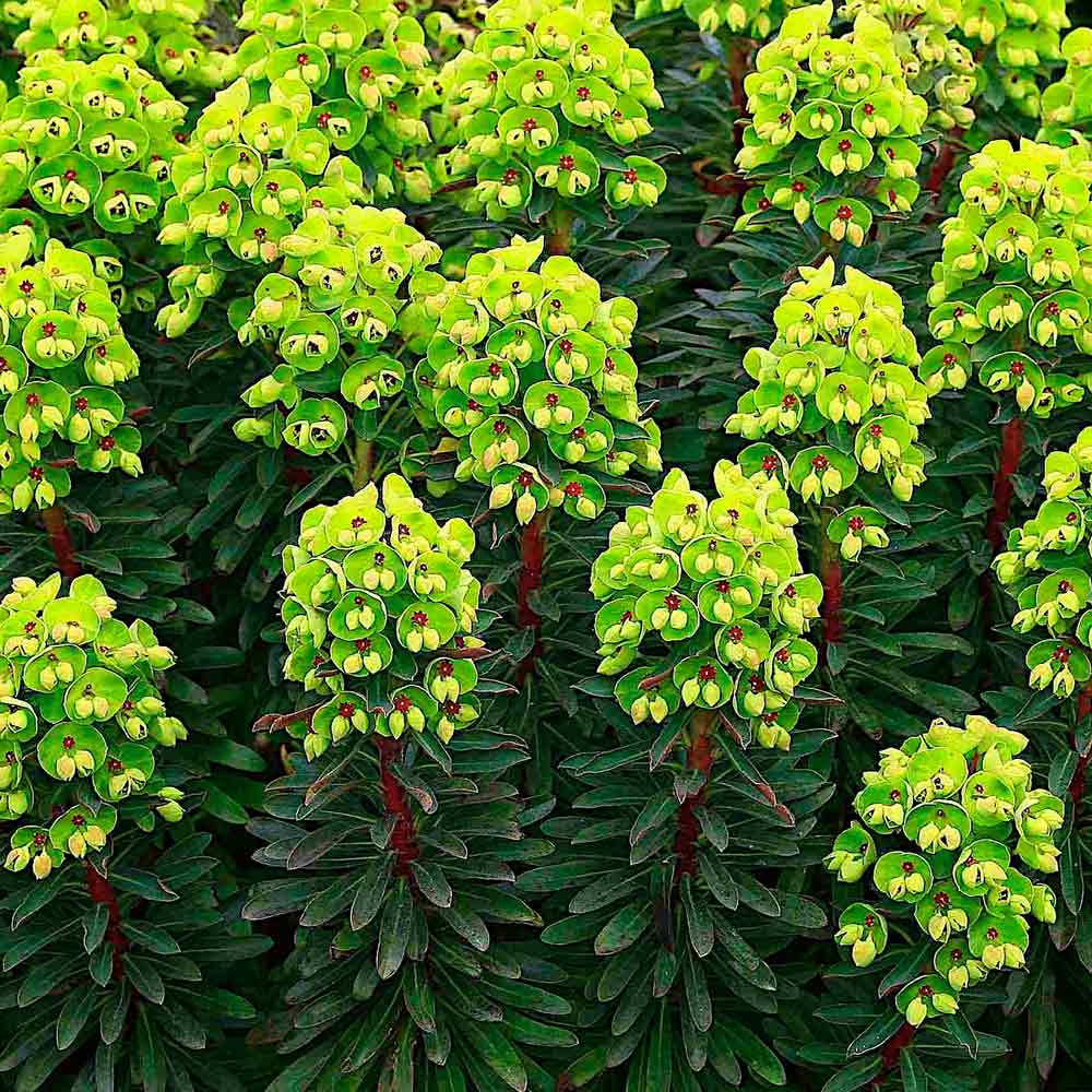 Euphorbia-Baby-Charm