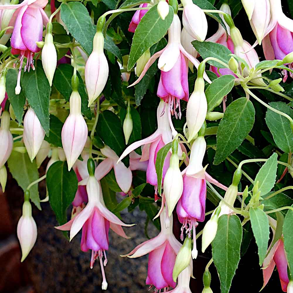 Fuchsia-Fairy-Lights