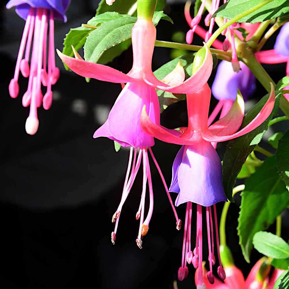 Fuchsia-Magic-Lanterns