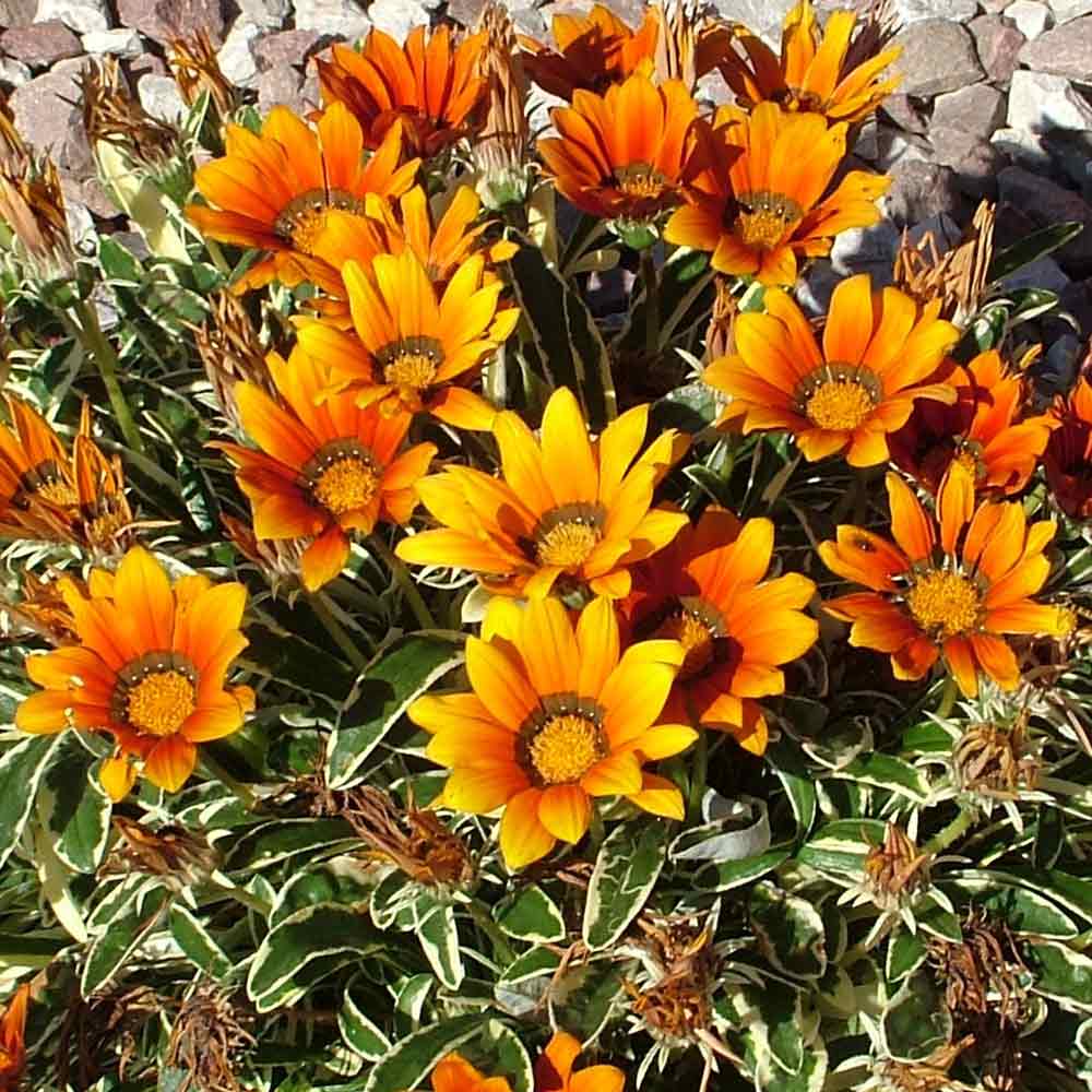 Gazania-Tiger-Eye