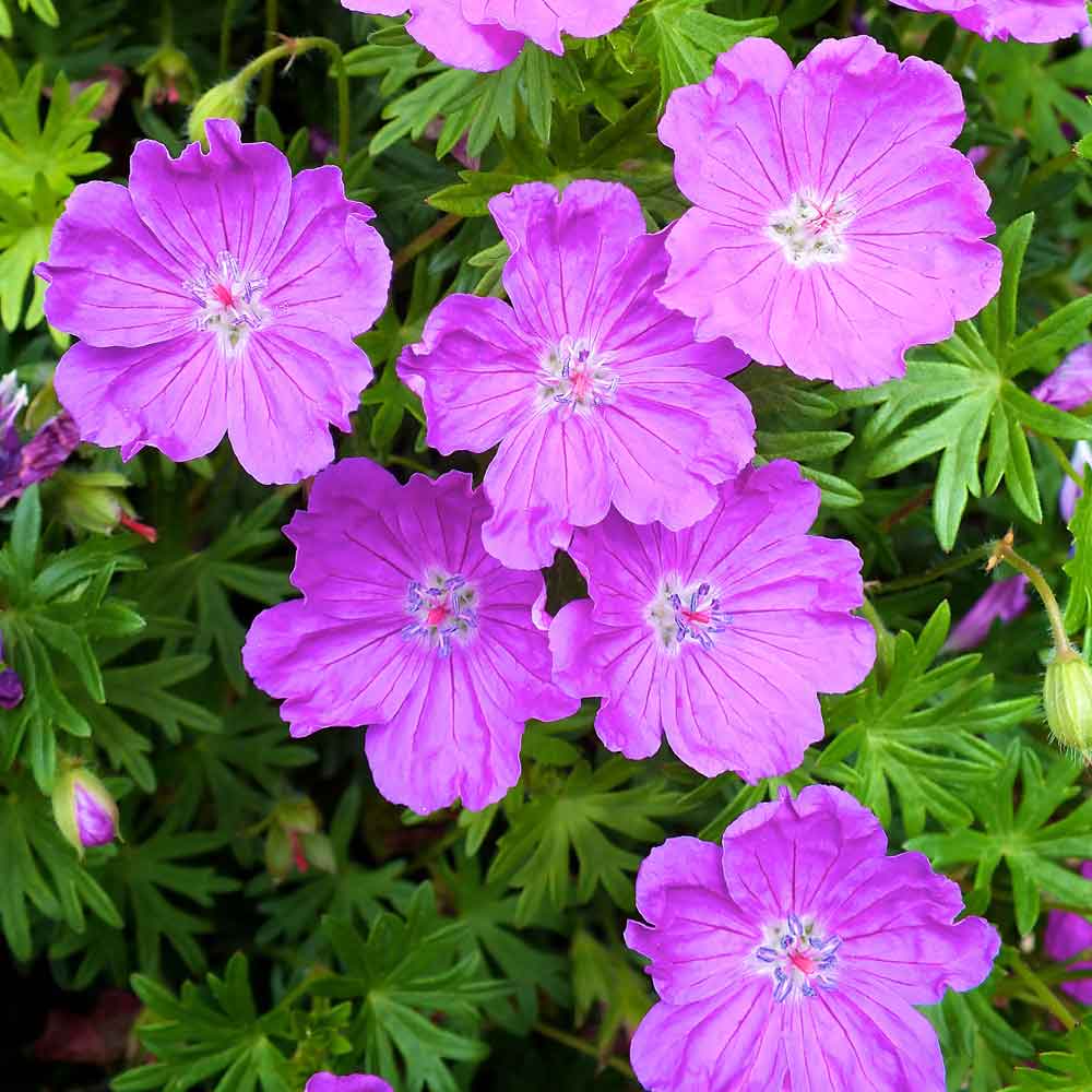 Geranium-Little-Charmer