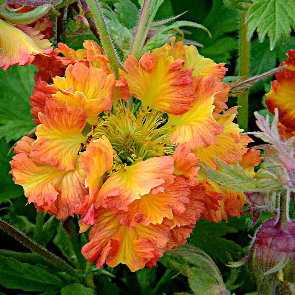 Geum-Can-Can