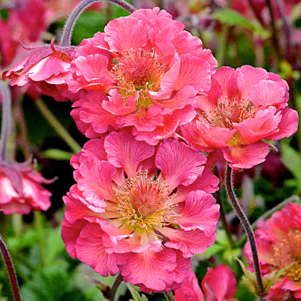 Geum-Pink-Petticoats-1