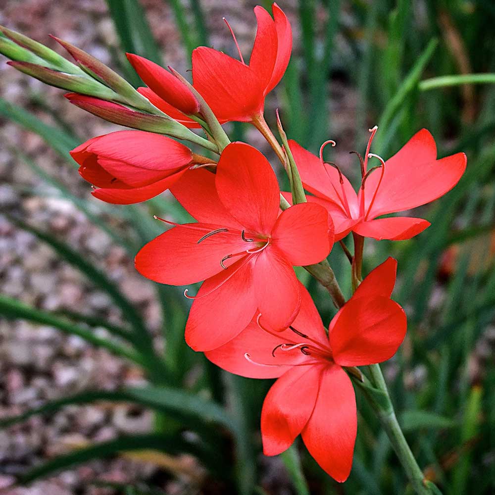 Hesperantha-Cocc-Major