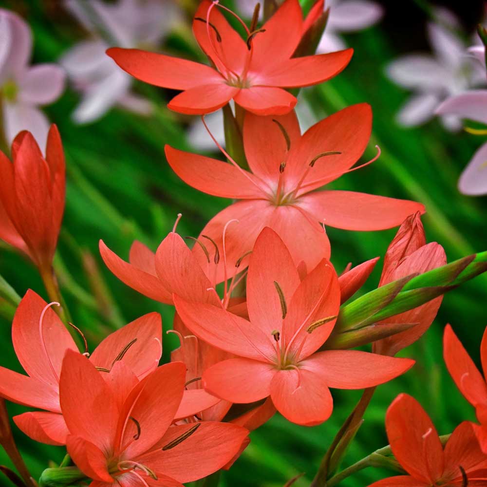 Hesperantha-Oregon-Sunset-