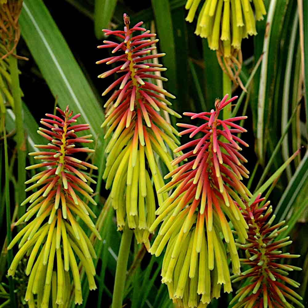 Rasta Flower