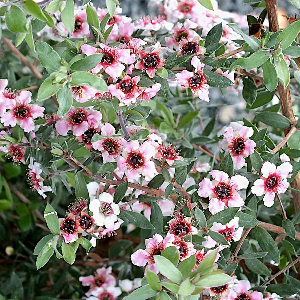 Leptospermum-Princess-Primanuka