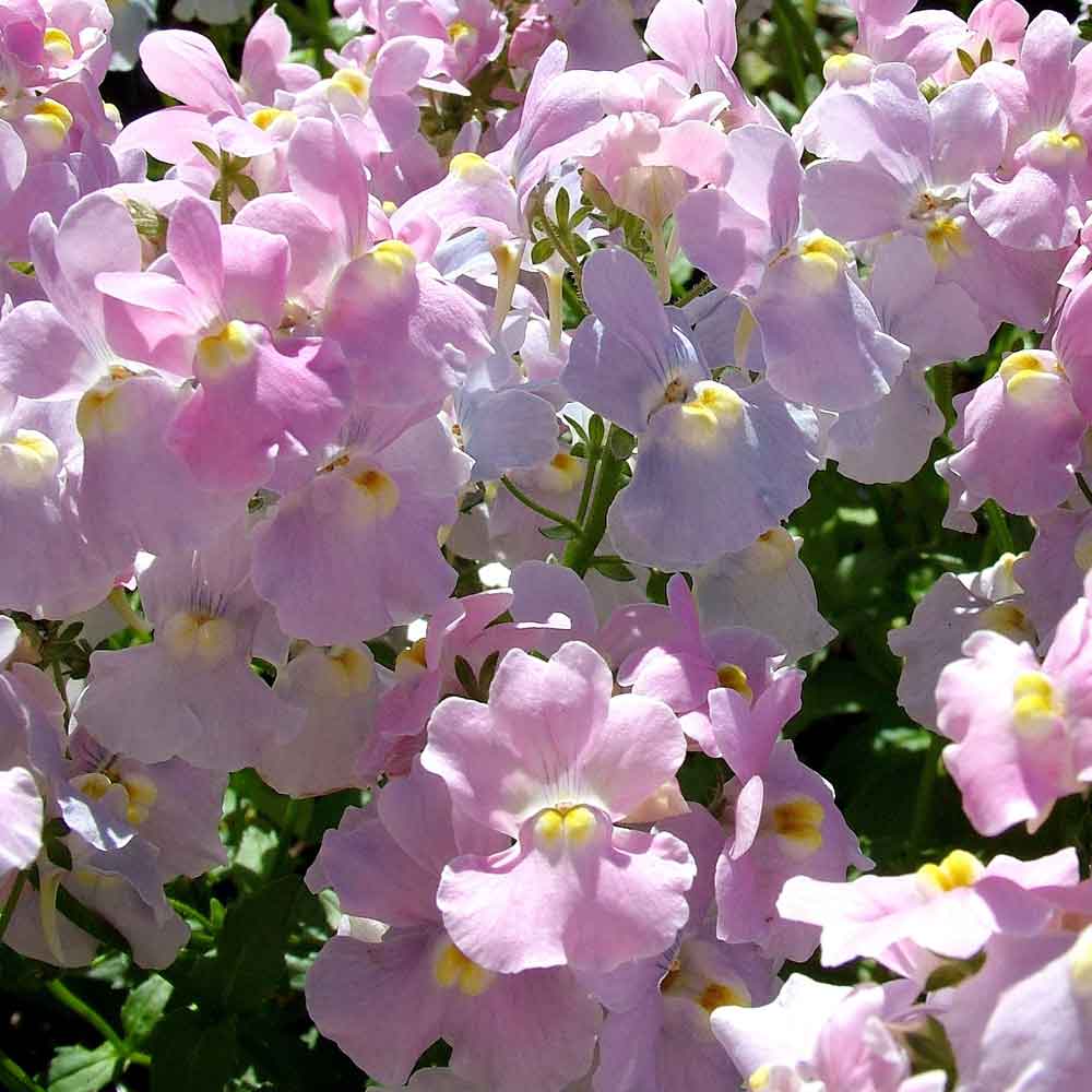 Nemesia-Candy-Floss