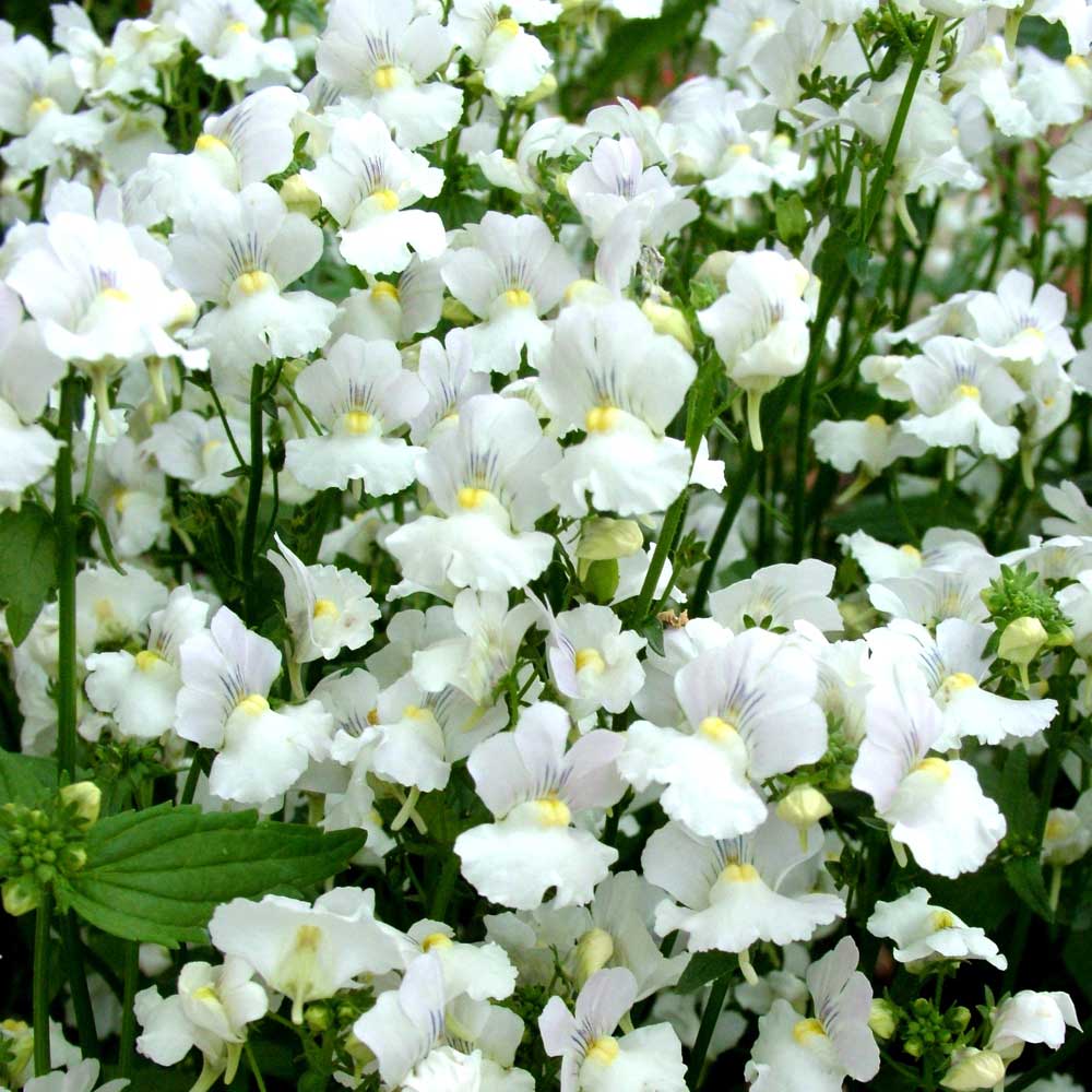 Nemesia-Cotton-Candy