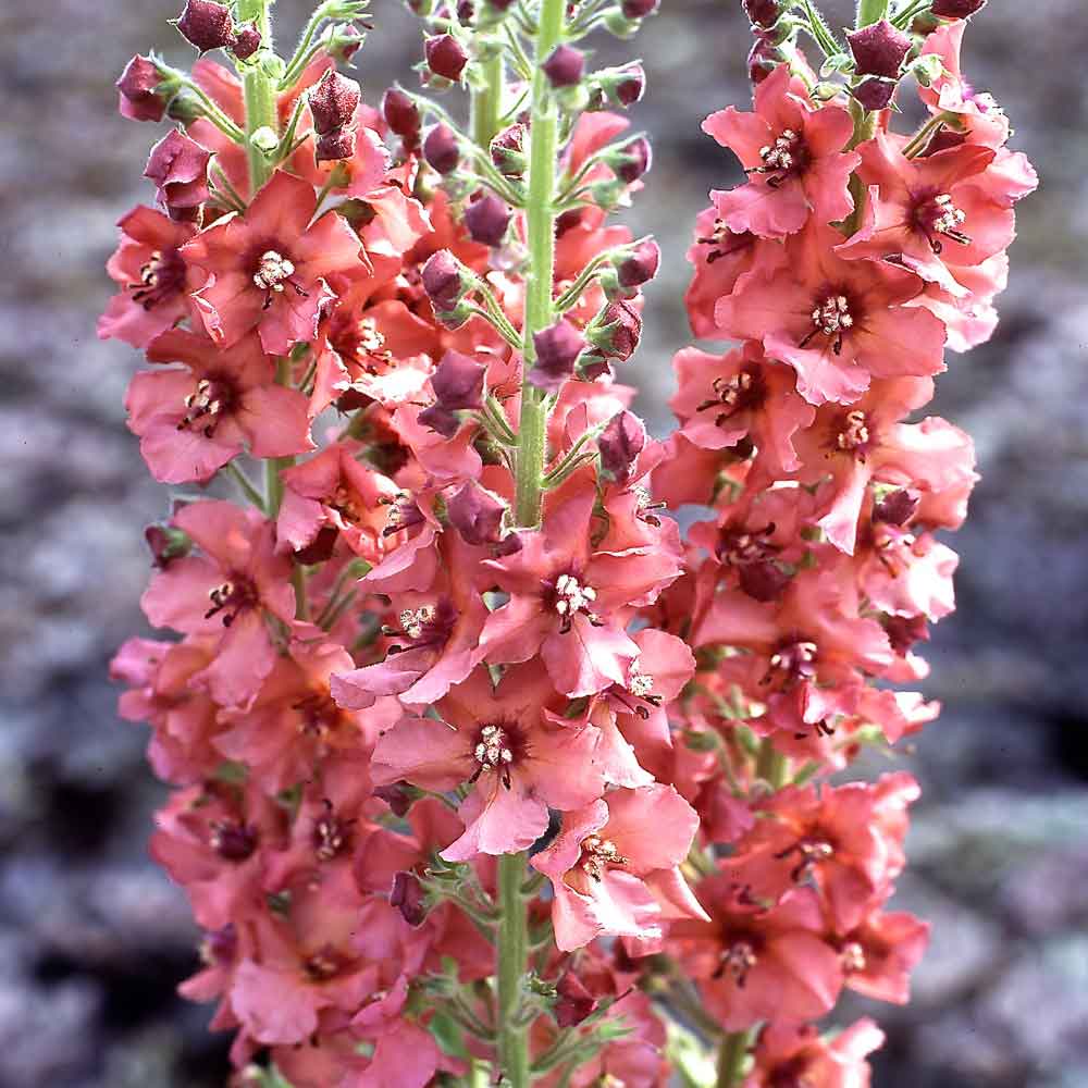 Verbascum-Carribean-Crush