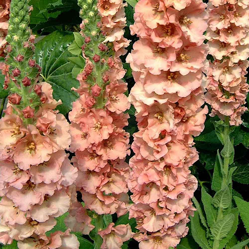 Коровяк Verbascum Honey Dijon