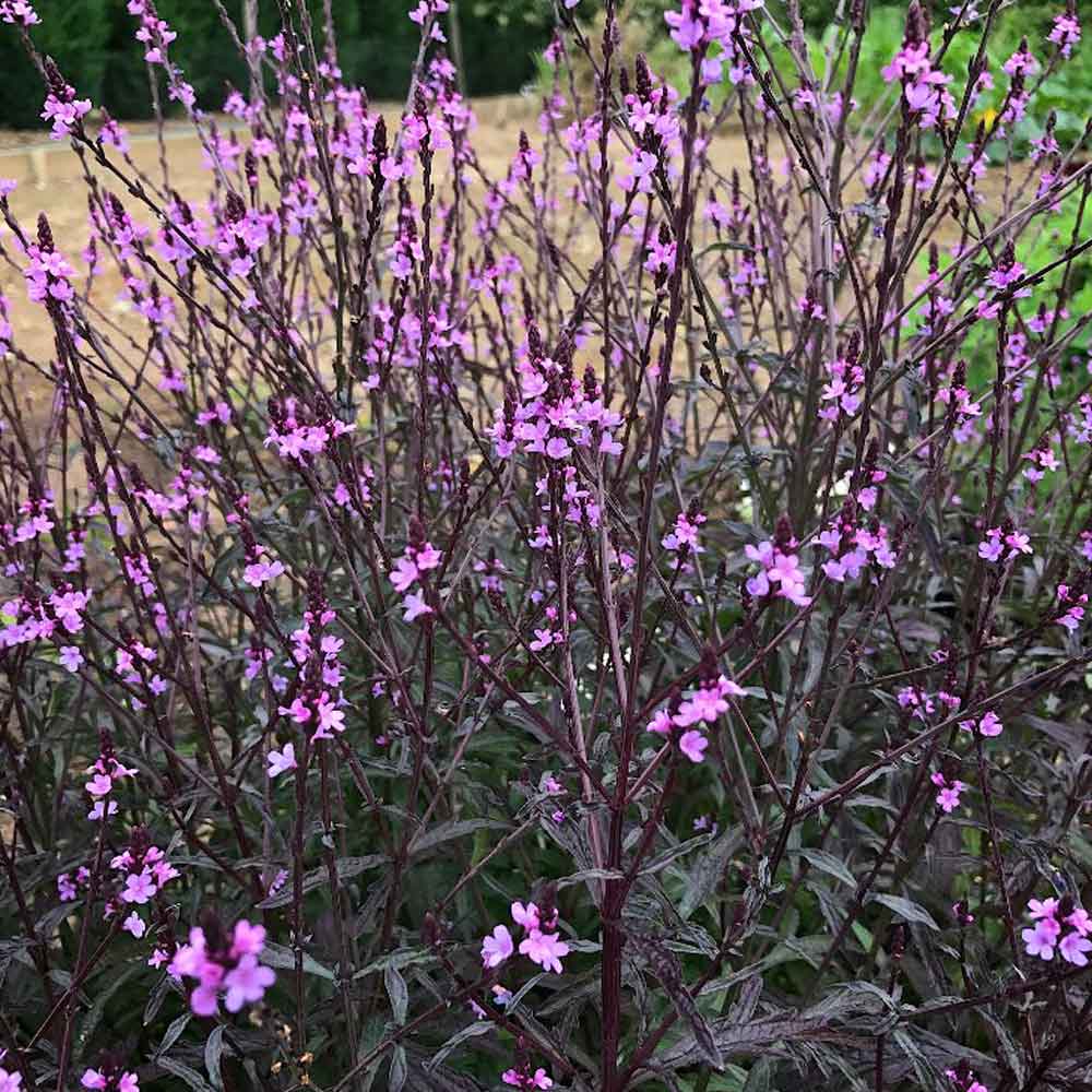 Verbena-Bampton