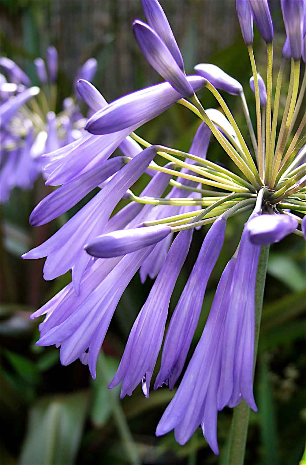 Agapanthus-Lilac-Lullaby