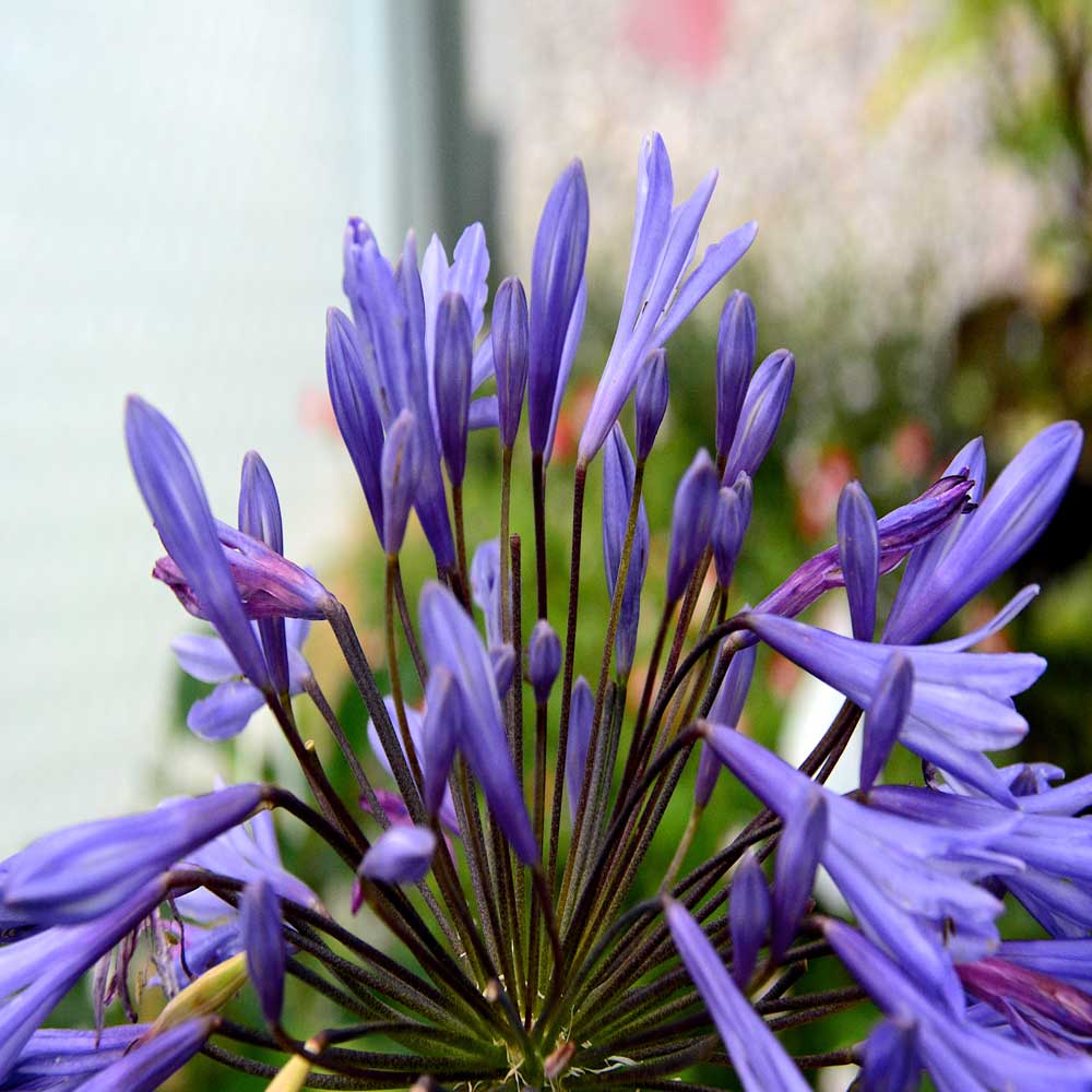 Agapanthus-Lilac-Wonder