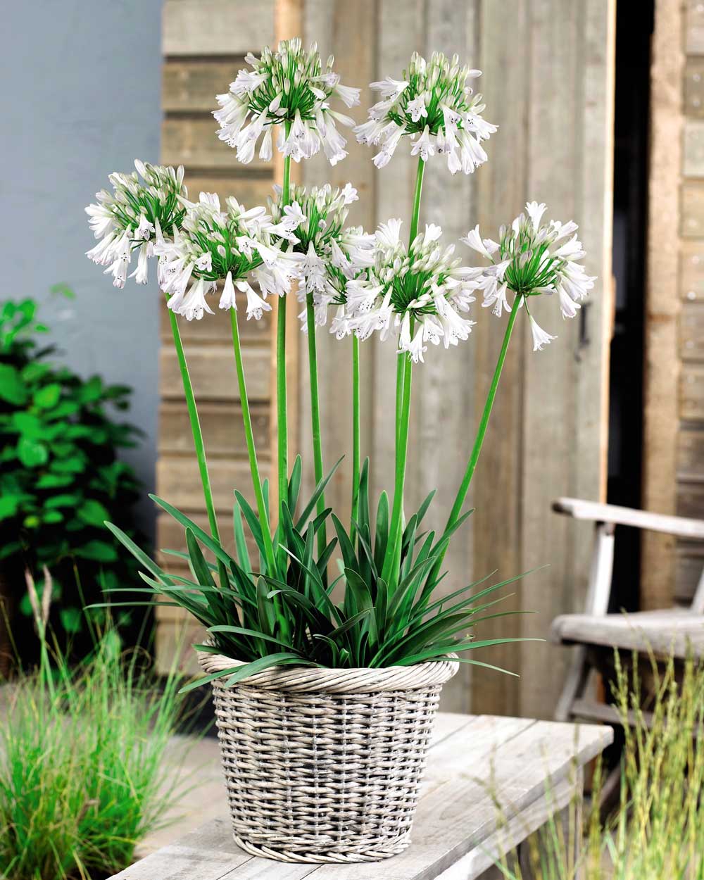 Agapanthus-Silver-Lining-in-basket