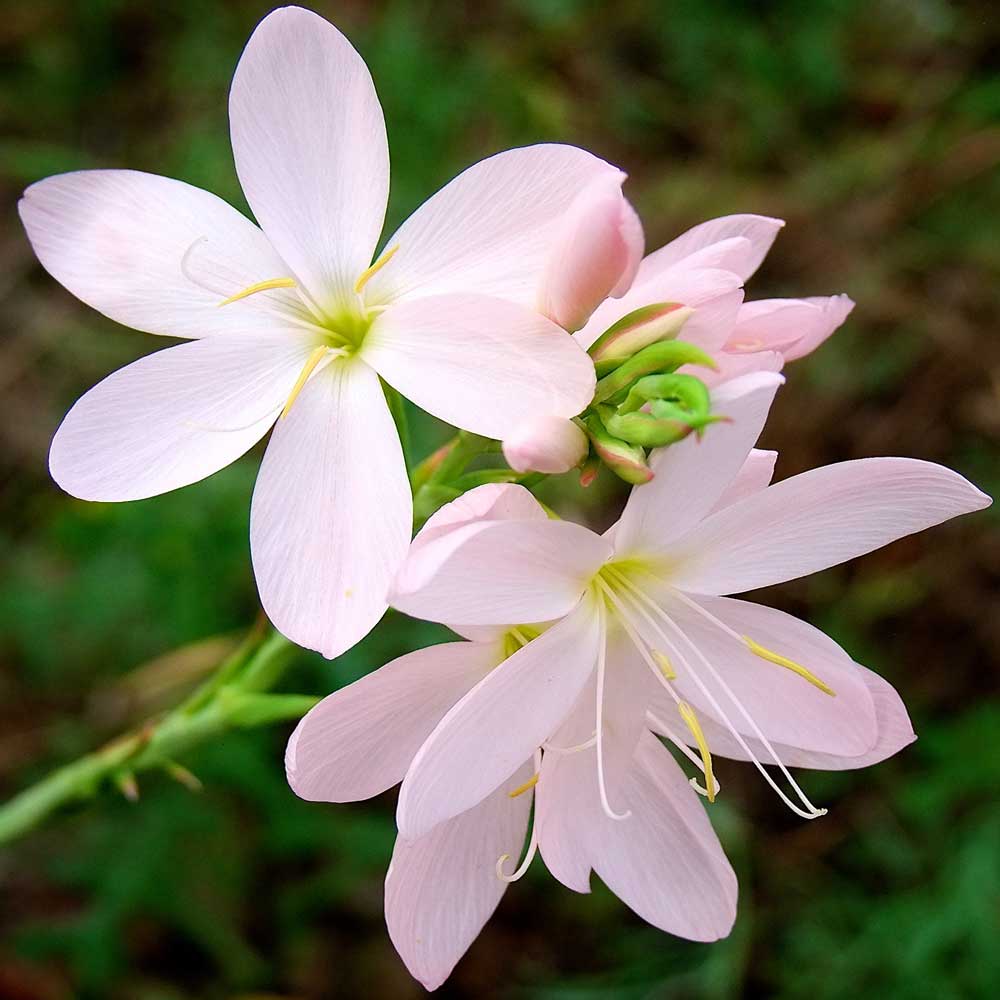 Hesperantha-Pink-Princess