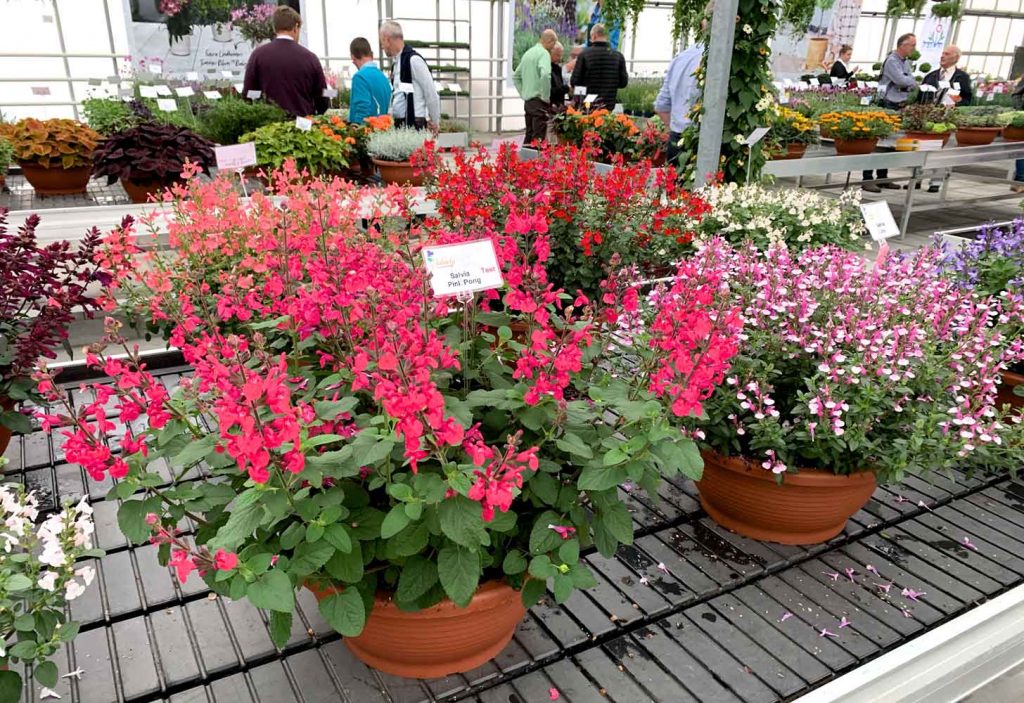 NWP-salvias-at-the-Euro-trials-on-the-Jaldety-stand-in-Holland-2019-