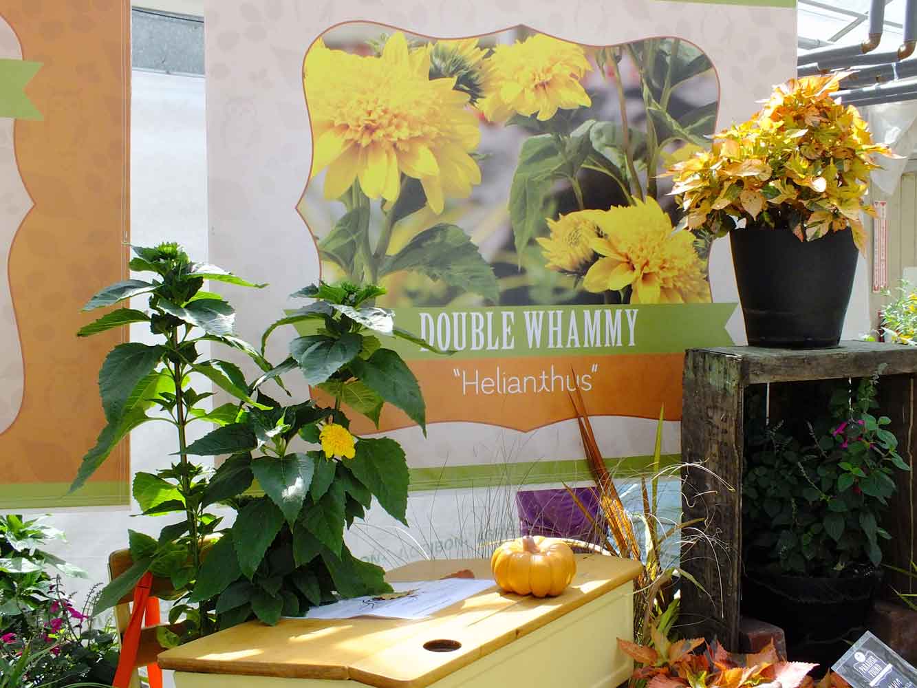 Helianthus-Double-Whammy-Pack-trials-2013