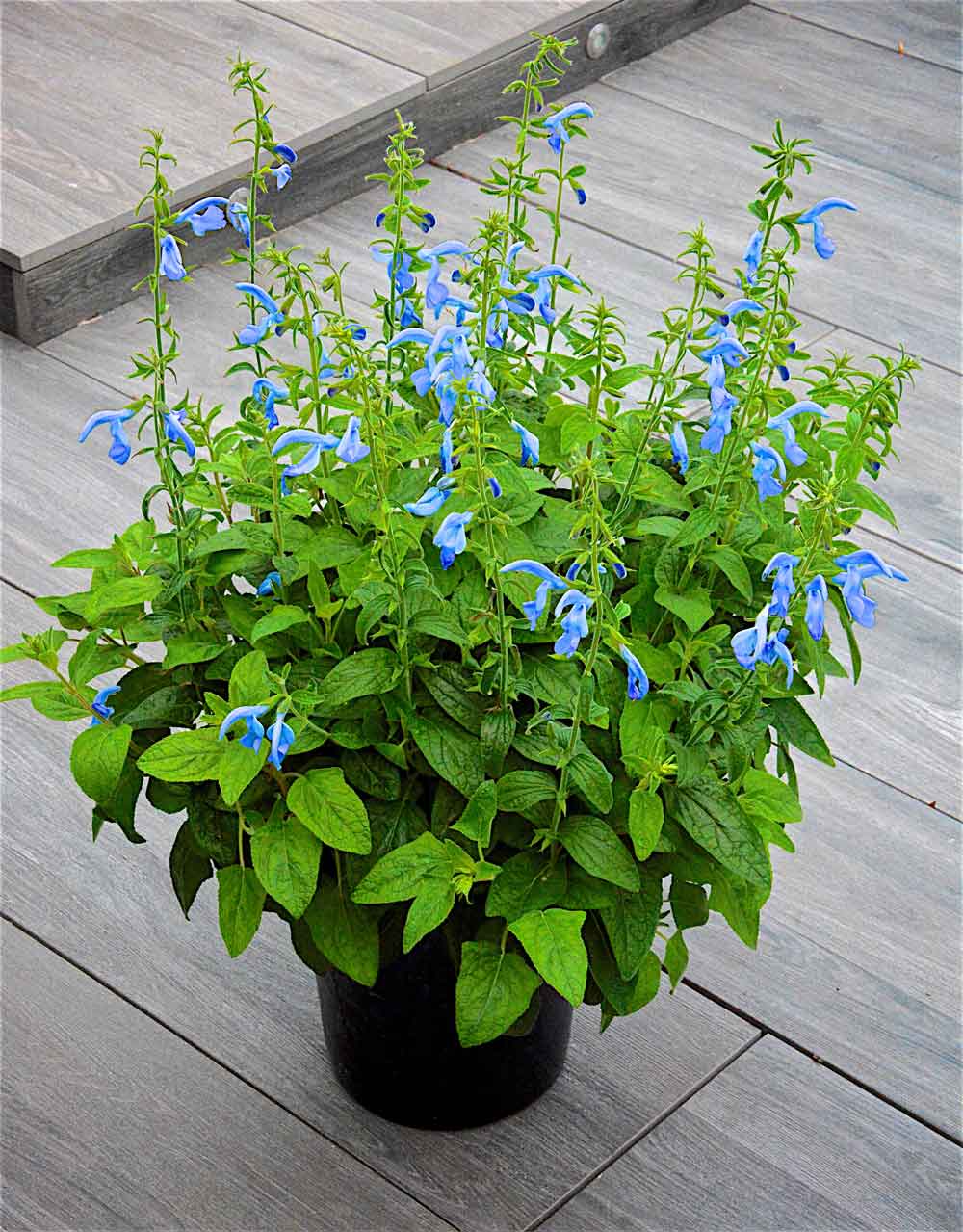 Salvia-Beyond-Blue-in-pot