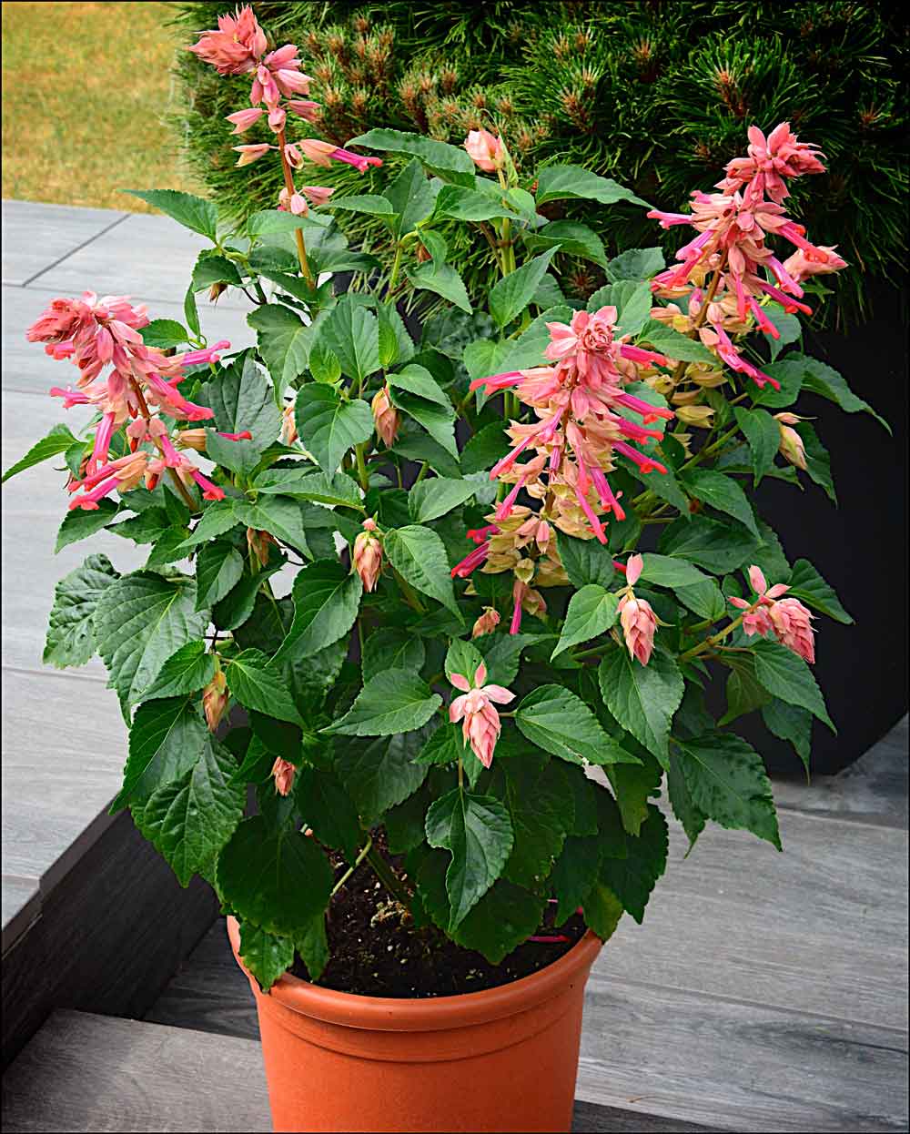 Salvia-Flamingo-Patio-Pot-2