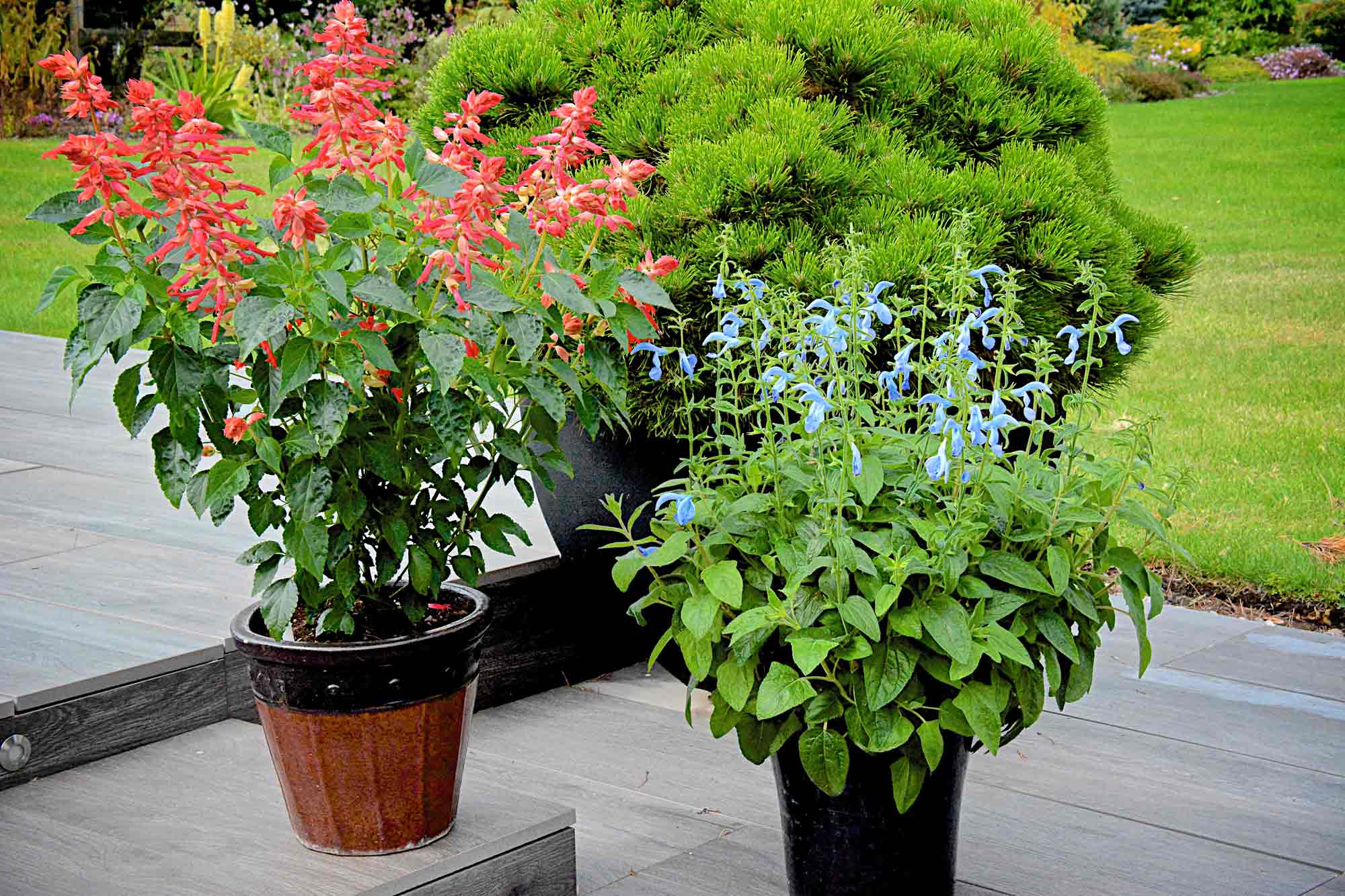 Salvia-Flamingo-and-Beyond-Blue-on-patio