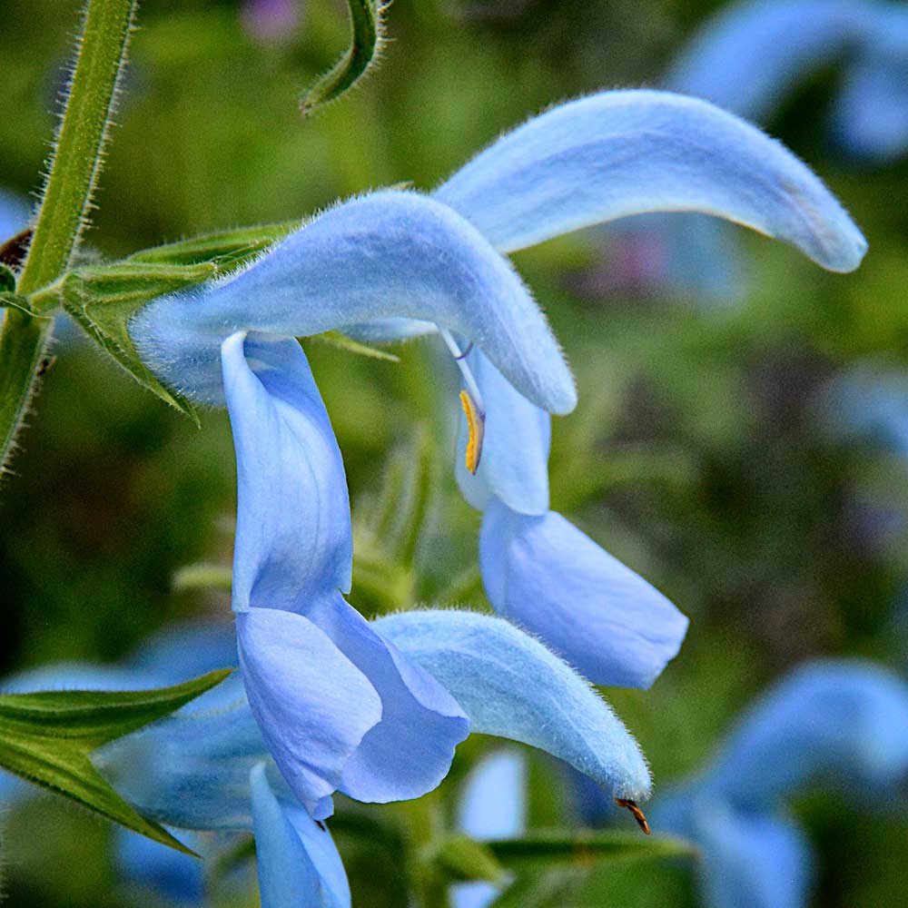 Salvia-patens-Ice-Blue