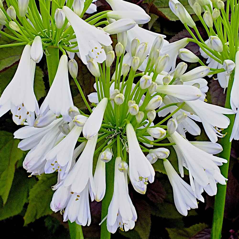 Agapanthus-Silver-Lining