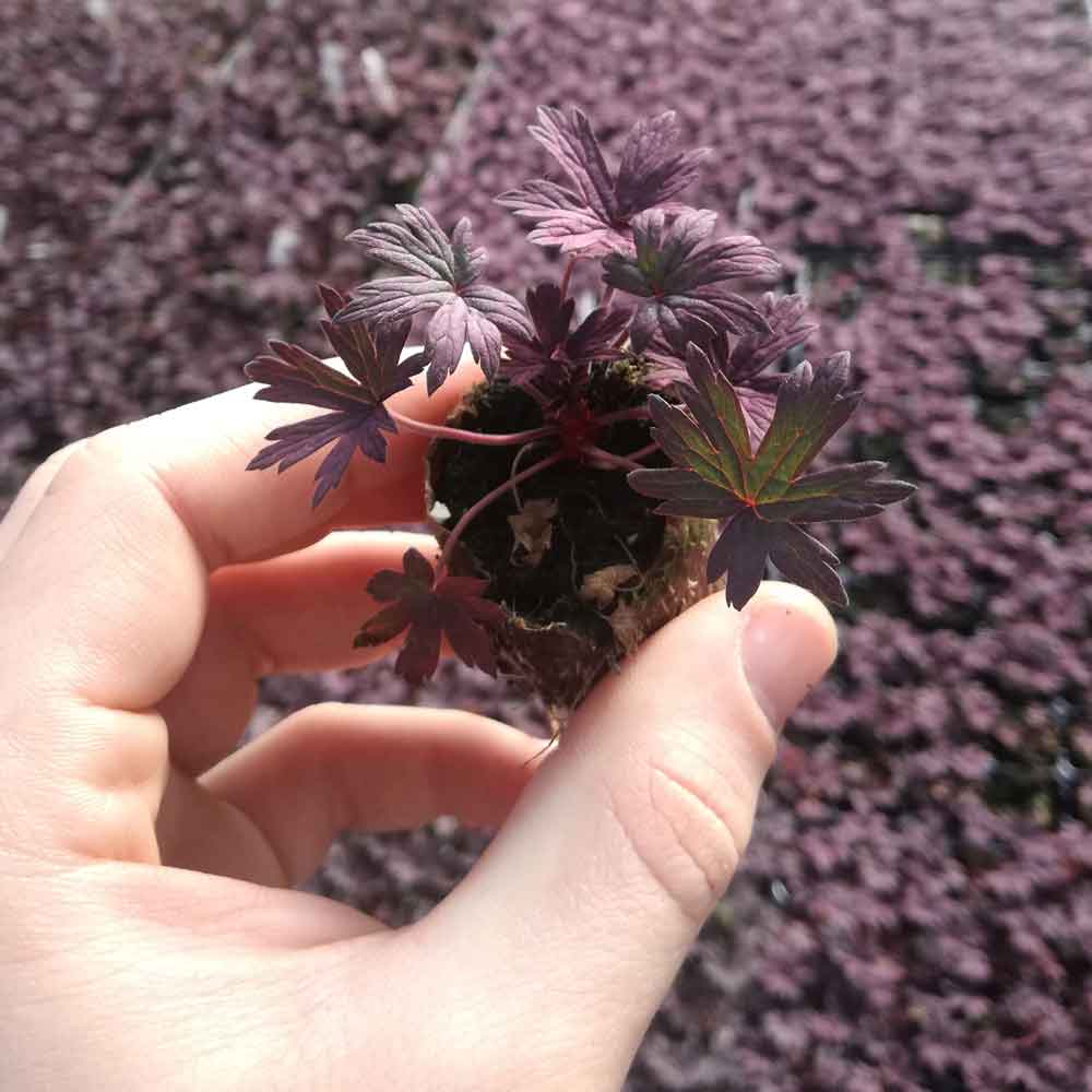 Geranium-Black-Beauty-Plug