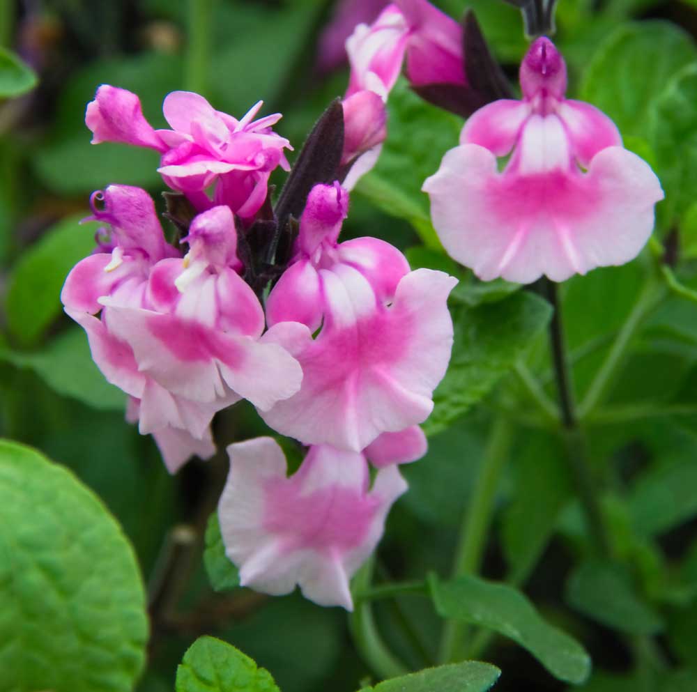 Salvia-Angel-Wings-flowers-close-2