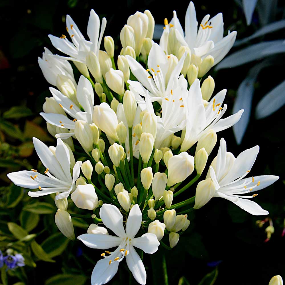 Agapanthus Sylvia