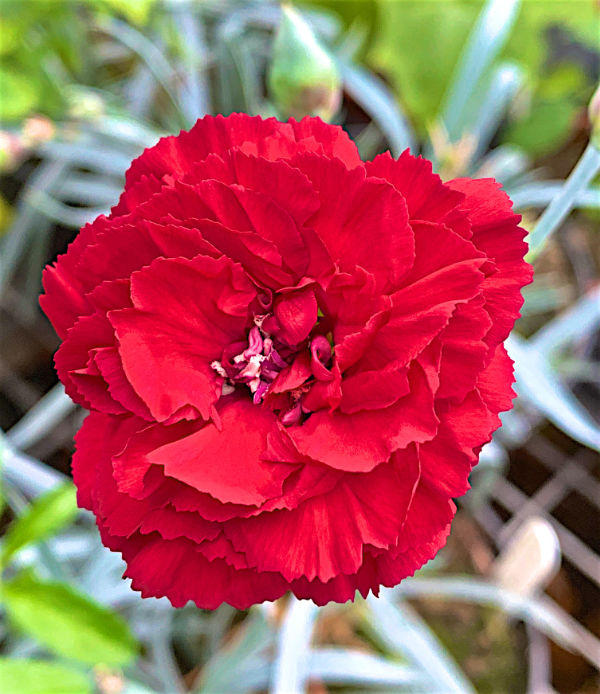 Dianthus Class Act flower close