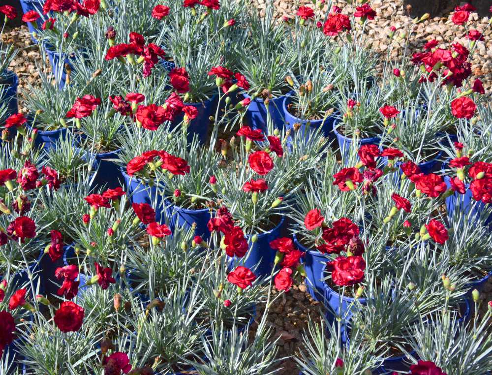 Dianthus Class Act pots 2