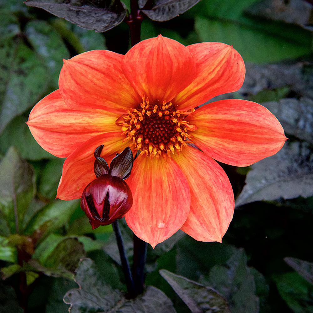 Dahlia Sunset Glow