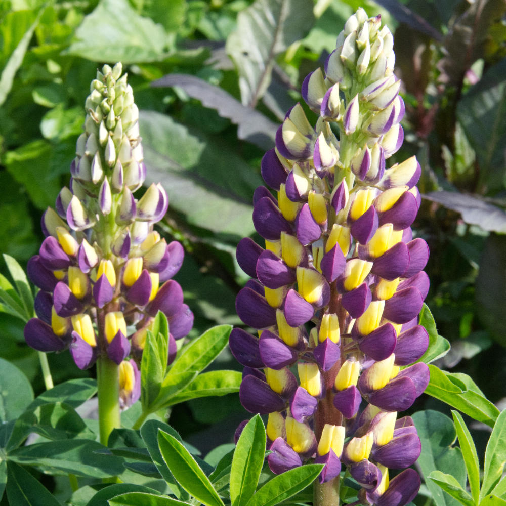 Lupin Midnight Majesty