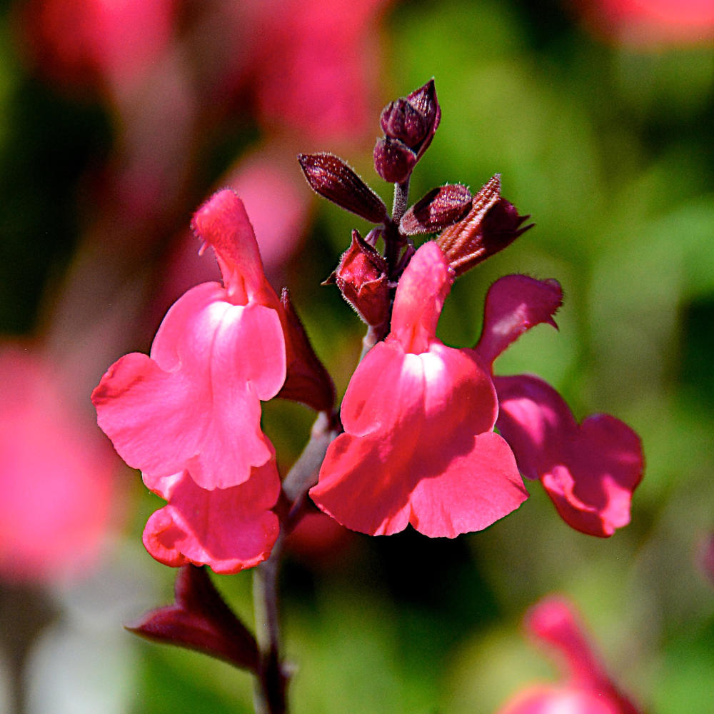 Salvia Lipstick