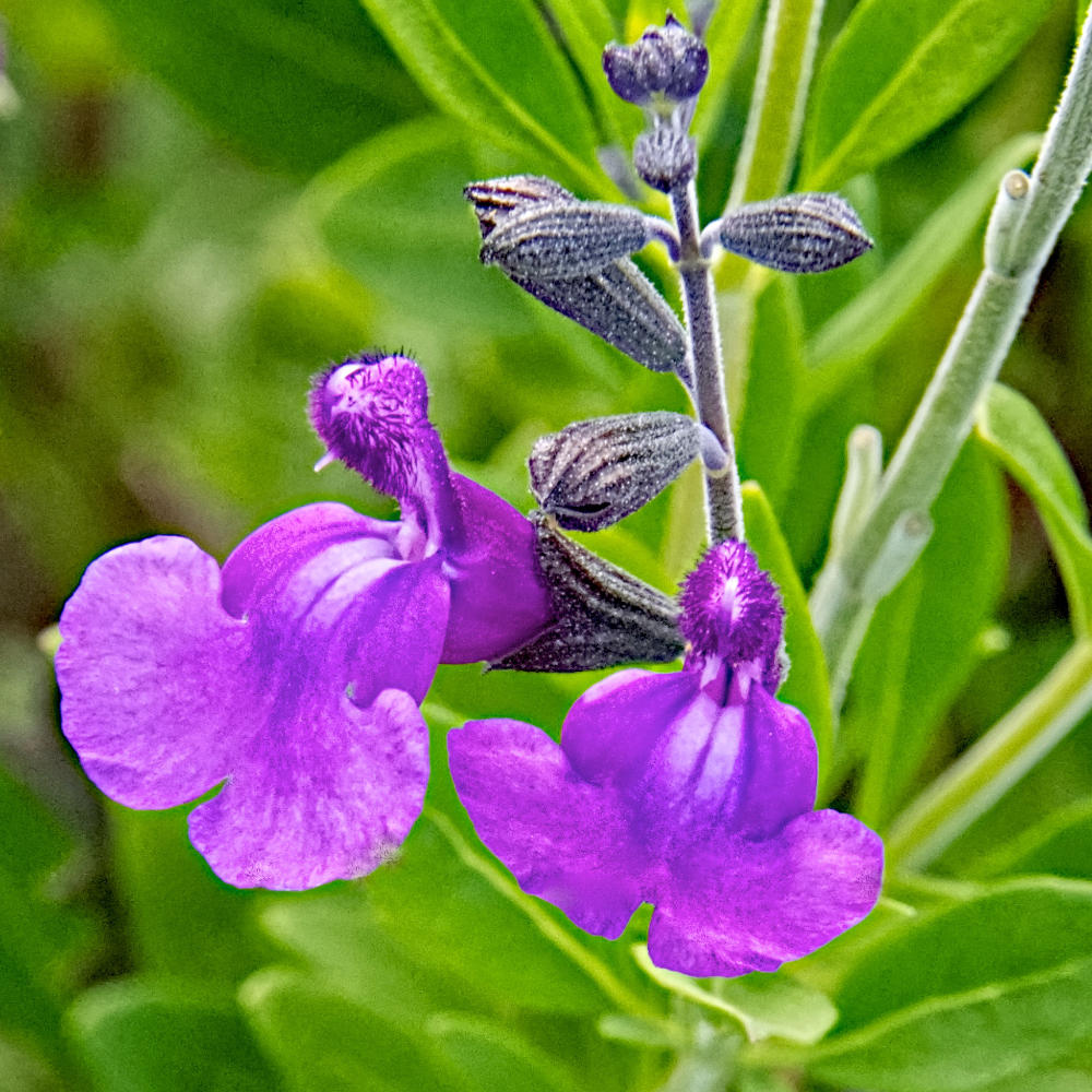 Salvia Mauve Midget – New Word Plants